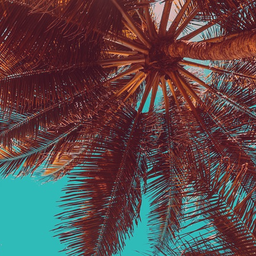 Tropico